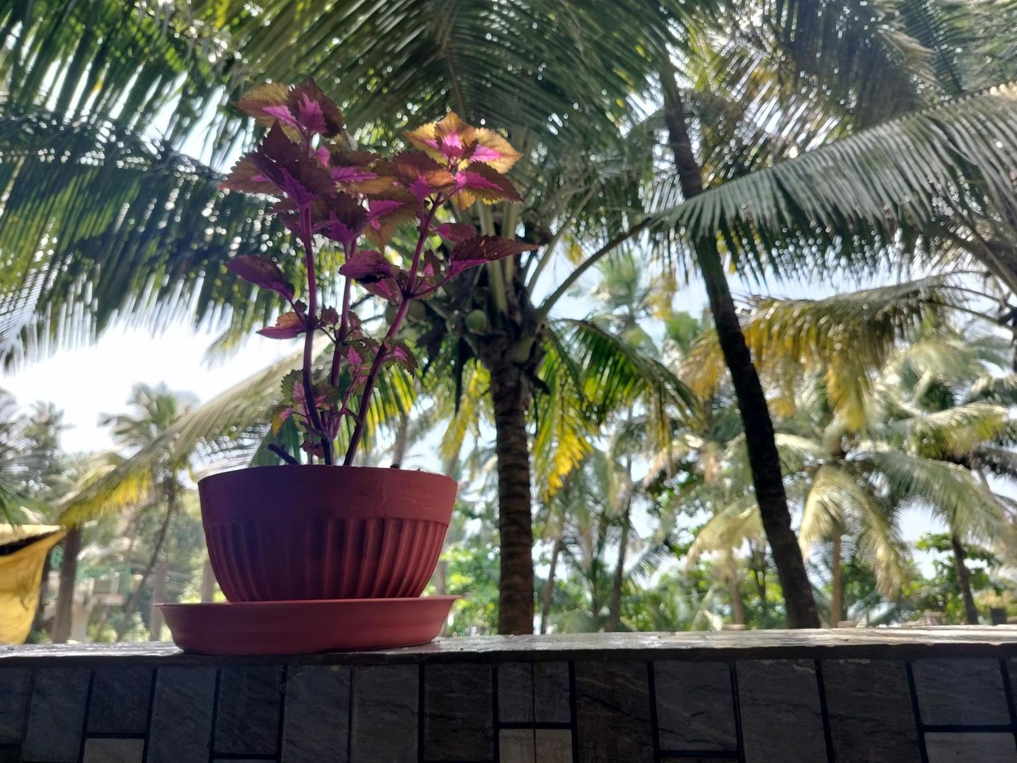 Kumbaya Beachside Hostel & Apartments At Arambol Beach Exteriör bild